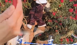 摘花视频,摘花视频背后的温馨故事